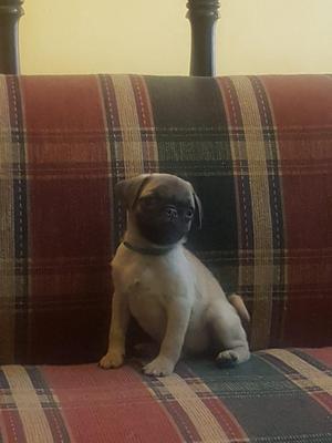 Cachorros Pug Venta