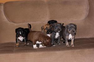 Cachorros american bully