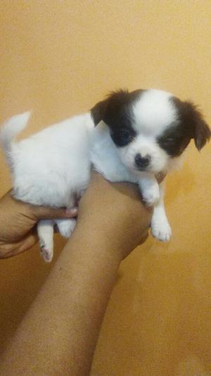 Chihuahua