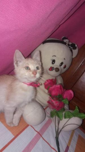 Gatito Cariñoso Jugueton en Adopcion