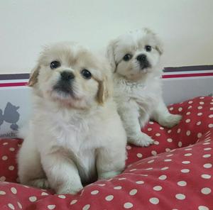 PEKINES 