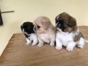 PEKINESE CACHORRITOS