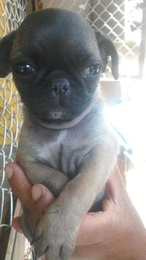 Pug Carliño