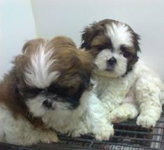 SHIH TZU 