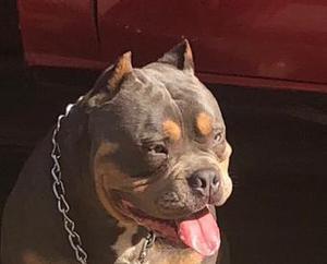 Servicio de Monta American Bully