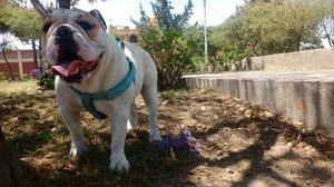 Servicio de Monta Bulldog Ingles