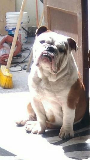 Servicio de Monta Bulldog Ingles