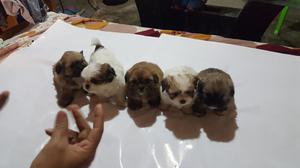 Shih Tzu Cachorros Originales