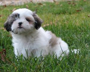 Shihtzu original