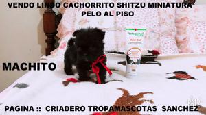 Vendo Lindos Cachorritos Shitzu Miniaturas Pelo Al Piso:::::