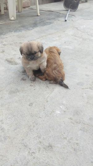 Vendo Perritos