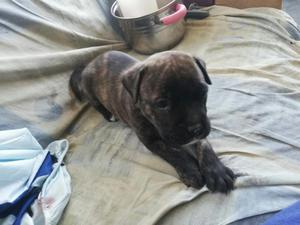 Venta de Cachorro Presa Canario a 500