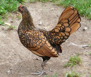 gallo y gallina sebright dorado