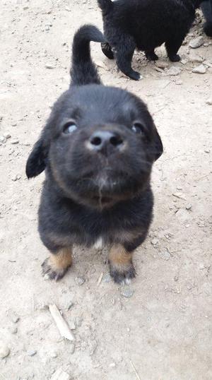 golden con labrador