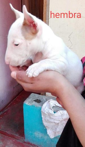 Cachorros Bull Terrier Disponibles