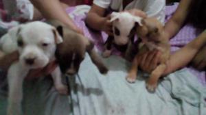 Cachorros Pitbull Despar De. 1 Mes de Mr