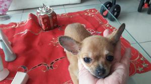 Chihuahua Hembrita Oferta