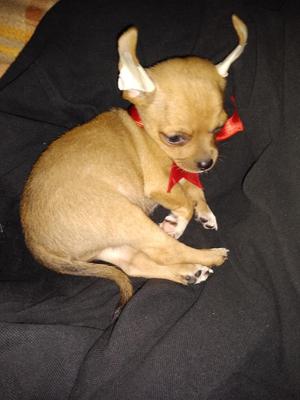 Chihuahua Macho