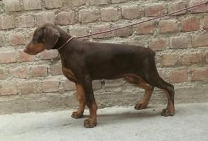 Doberman Pedigree