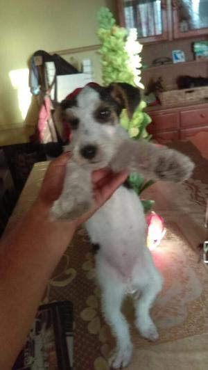 Fox Terrier Hembrita