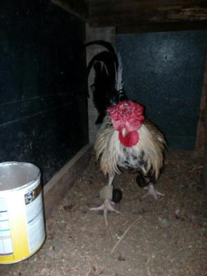 Gallo en Venta