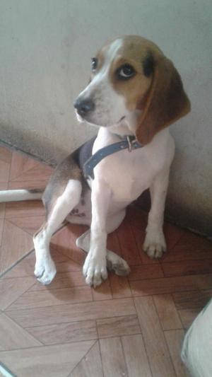 Hermosa Perrita Beagle