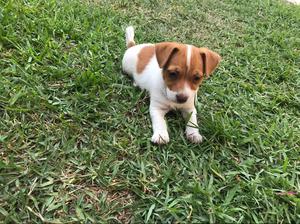 Jack Russell Cachorra