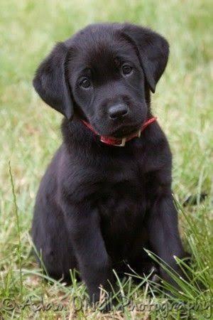 Labradores Cachorros