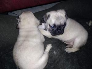 Lindos Cachorros!!! pug