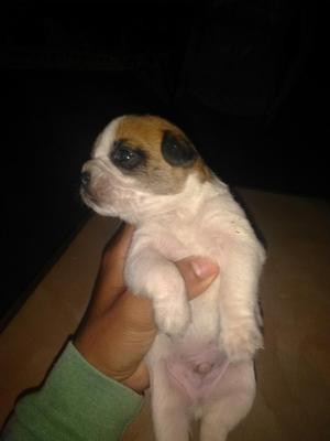 Perritos