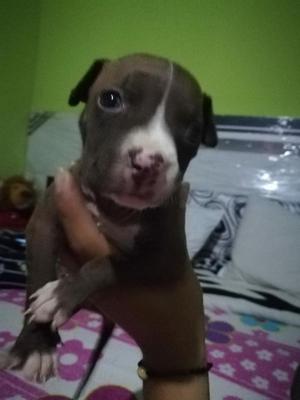 Pitbull Bebe