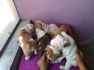 Preciosos cachorros de Bulldog Inglés disponibles