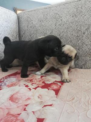 Pug Carliño Cachorritos