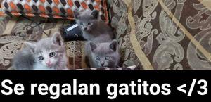 REGALO HERMOSOS GATICOS