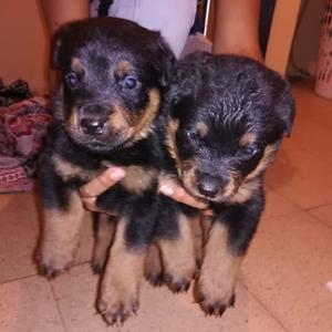 ROTTWEILER HERMOSOS CACHORRITOS