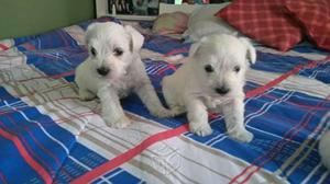 Schnauzer Blanco