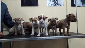 Se Vende Cachorros Pitbull