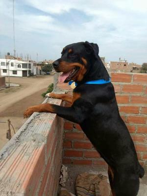 Vendo Rottweiler 300