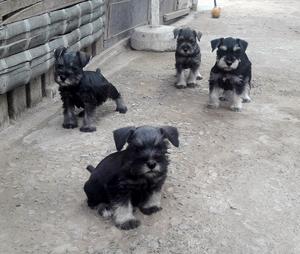 Venta de Schnauzer