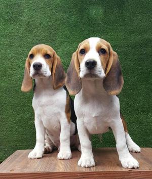beagle cachorra de 3 meses