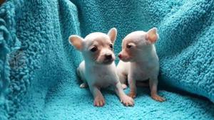 chihuahua hermosos cachorros raza toy toy