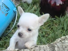 chihuahua toy bellos raza toy