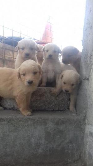 golden retriever bellos cachorros