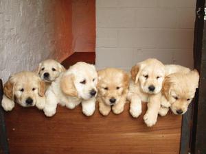 golden retriver