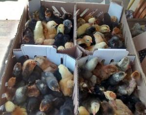 pollos criollos en venta envios a provincia todo el peru