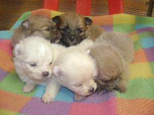 pomerania hembritas y machitos cachorros