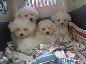 BICHON FRISES CACHORRITOS ANTIELRGICOS