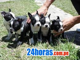 BOSTON TERRIER lindos cachorros