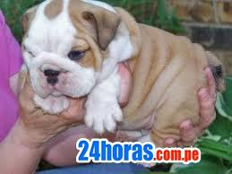 BULLDOG INGLES