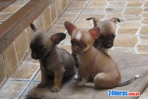 Bellos cachorros chihuhuas